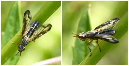 Dorycera grandis